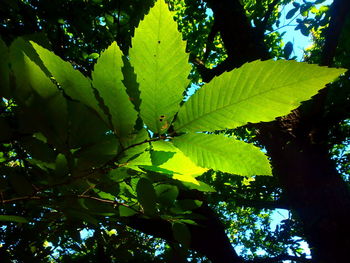 Low angle view of trees