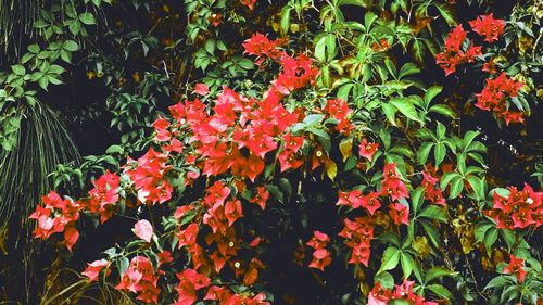 Close-up of red flowering plant