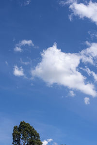 Low angle view of tree against sky