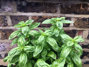 Close-up of fresh green plant