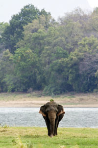 View of elephant on field