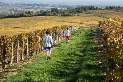 Rear view of boys walking in vineyard