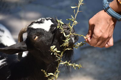 Midsection of woman feeding goat