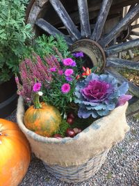 High angle view of flowers