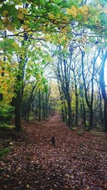 Trees in forest during autumn