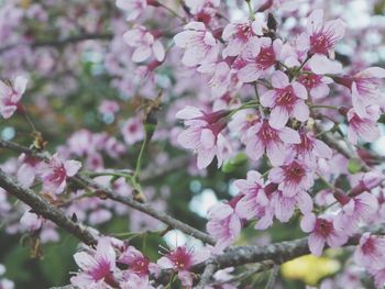 Close-up of pink cherry blossoms in spring