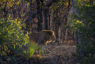 Side view of lion walking on land in forest