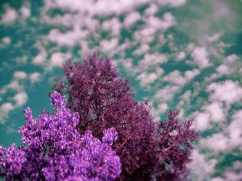 Purple flowers blooming in park