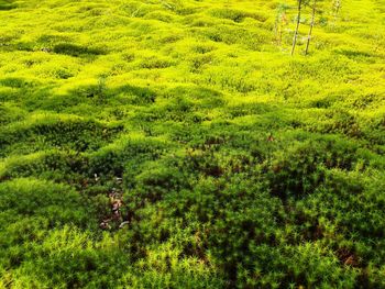 Scenic view of trees growing on field