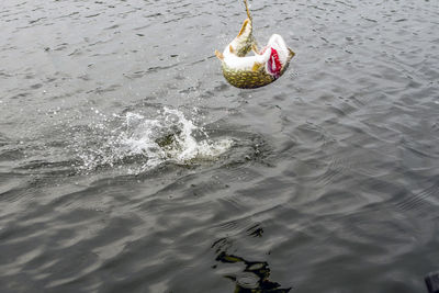 High angle view of swan swimming in lake