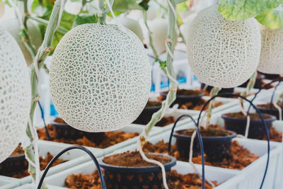 Close-up of potted plant
