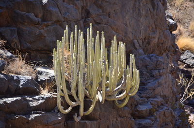 Cactus growing against trees