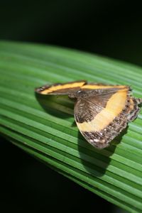 Close-up of green leaf