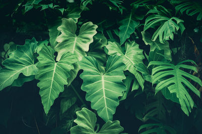 Green leaf background,philodendron, philodendreae