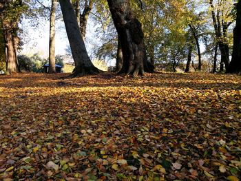 View of trees in park during autumn