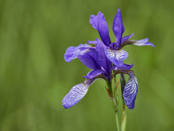 Close-up of purple iris flower