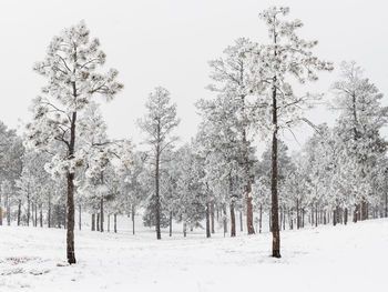 Trees on snow covered field against sky