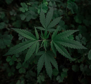 High angle view of plant growing in park