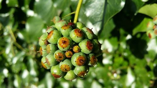 Close-up of grapes