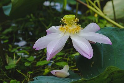 Close-up of purple flowering plant