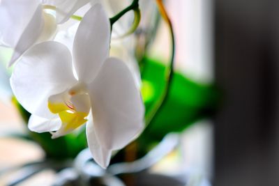 Close-up of white flowering plant