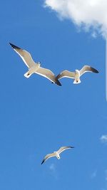 Low angle view of birds flying against blue sky