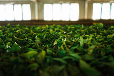 Close-up of plants growing on field tea plants 