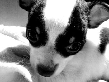 Close-up portrait of dog