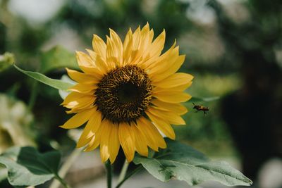 Close-up of sunflower