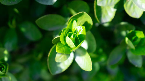 High angle view of flowering plant