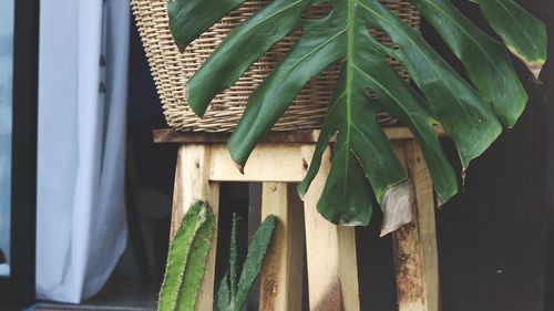 Close-up of fresh green plant in house