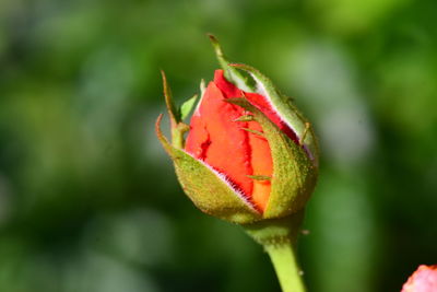 Close-up of red flower bud