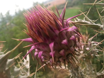 Close-up of flowers