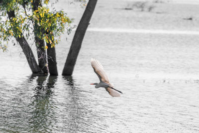 Seagulls flying over lake