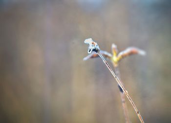 Close-up of frost on dried plant