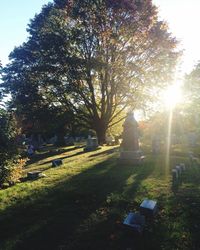 Sun shining through trees