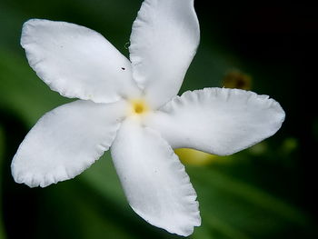 Close-up of white flowering plant