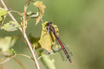 Close-up of insect on plant