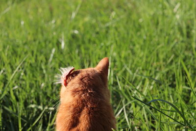 Cat looking away on field