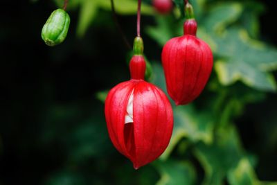 Close-up of red berries growing on plant