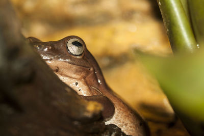 Close-up of frog