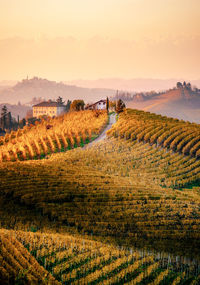 Scenic view of agricultural field against sky during sunset