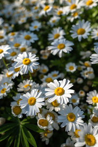 Close-up of white daisy flowers