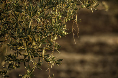 Close-up of plant