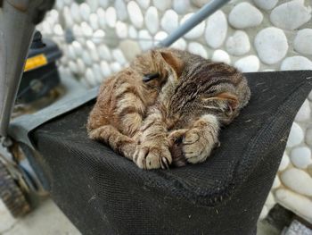 Close-up of a cat sleeping