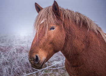 Beautiful, brown horse outdoors during the winter.