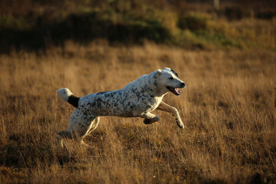 Side view of horse running on field