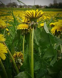 Close-up of yellow flowering plant