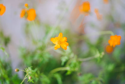 Close-up of yellow flowering plant on field