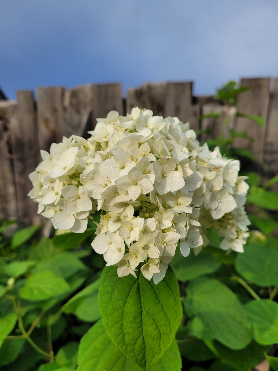 CLOSE-UP OF HYDRANGEA FLOWERS